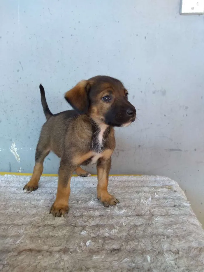 Cachorro ra a Sem definição idade 2 a 6 meses nome Bob
