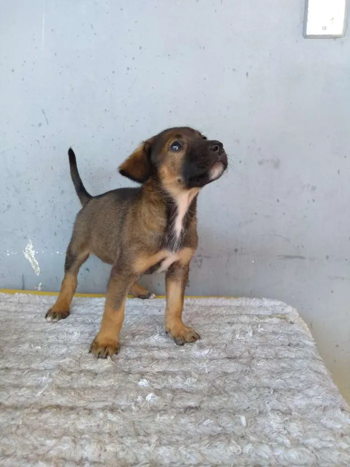 Cachorro ra a Sem definição idade 2 a 6 meses nome Bob