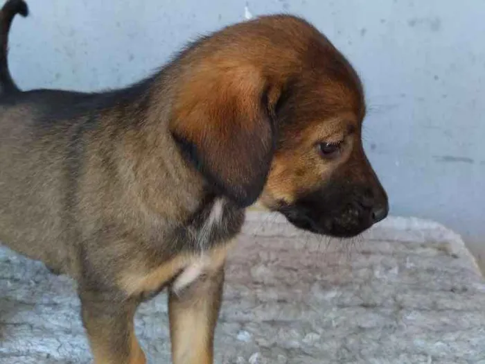 Cachorro ra a Sem definição idade 2 a 6 meses nome Bob
