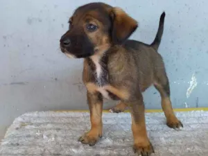 Cachorro raça Sem definição idade 2 a 6 meses nome Bob
