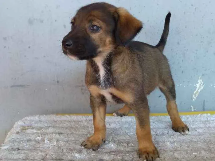 Cachorro ra a Sem definição idade 2 a 6 meses nome Bob