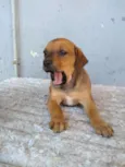 Dalila