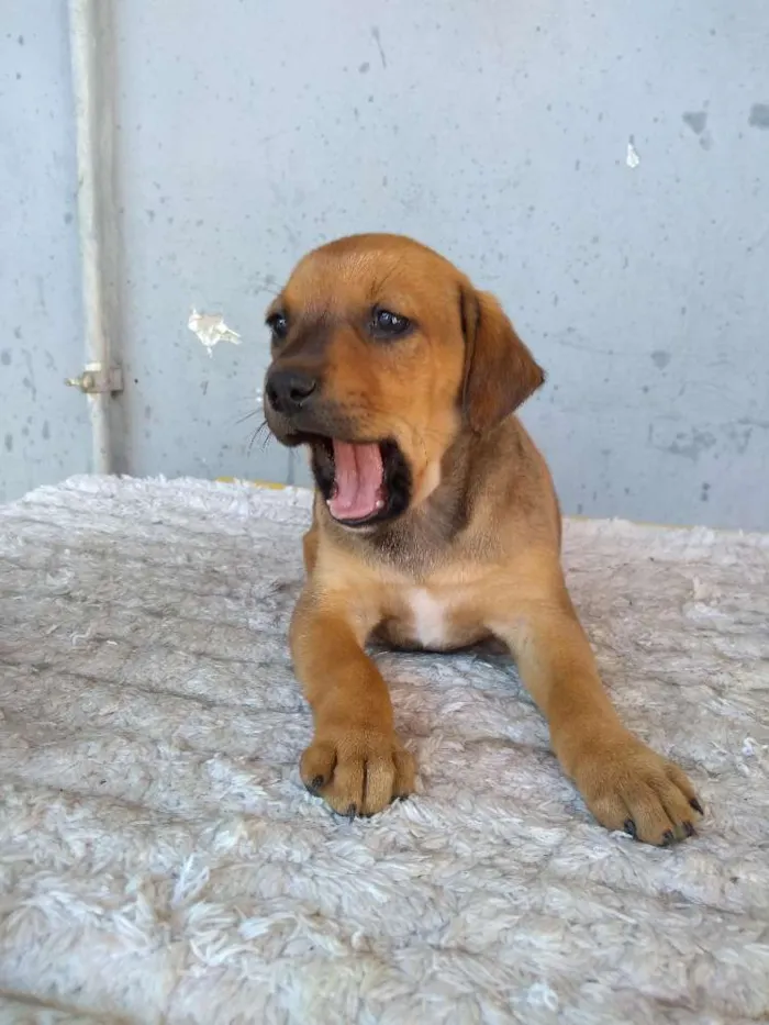 Cachorro ra a Sem definição idade 2 a 6 meses nome Dalila