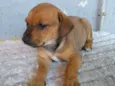 Dalila