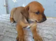 Dalila