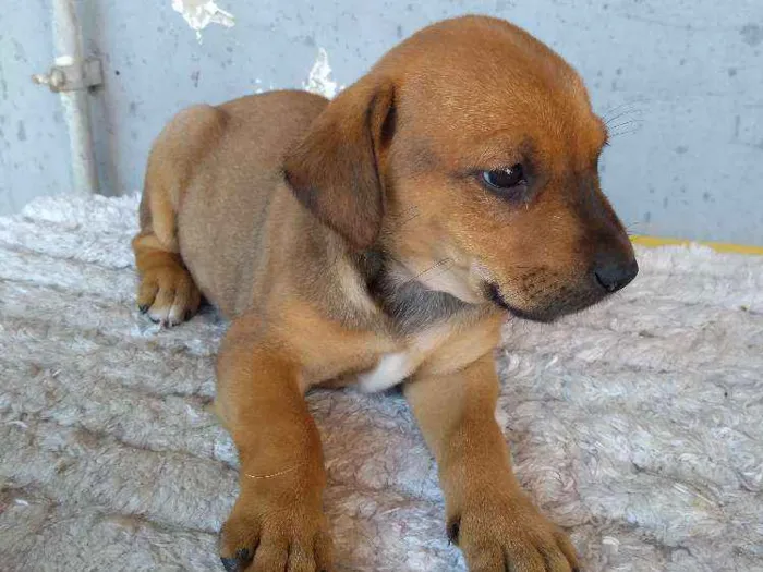 Cachorro ra a Sem definição idade 2 a 6 meses nome Dalila