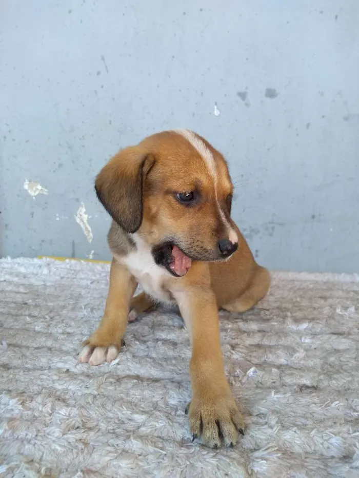 Cachorro ra a Sem definição idade 2 a 6 meses nome Lia