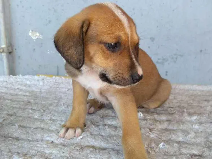 Cachorro ra a Sem definição idade 2 a 6 meses nome Lia