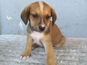 Cachorro raça Sem definição idade 2 a 6 meses nome Lia