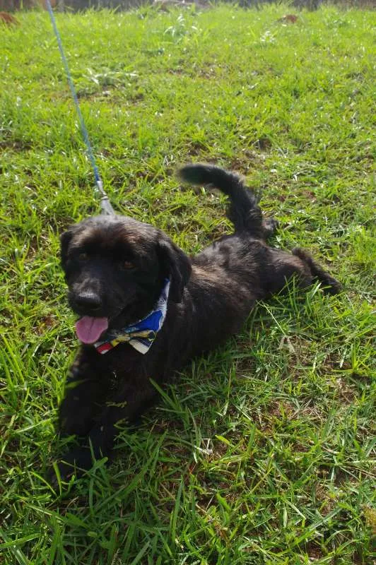 Cachorro ra a Mistura idade 5 anos nome Bob