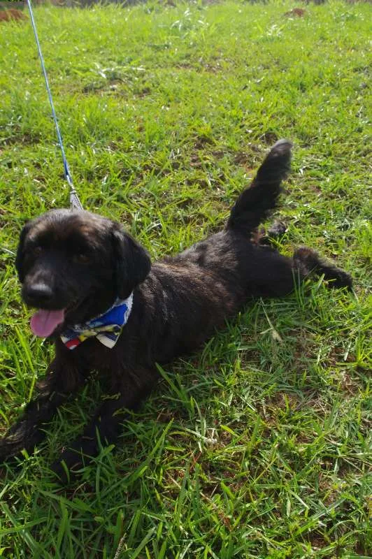Cachorro ra a Mistura idade 5 anos nome Bob