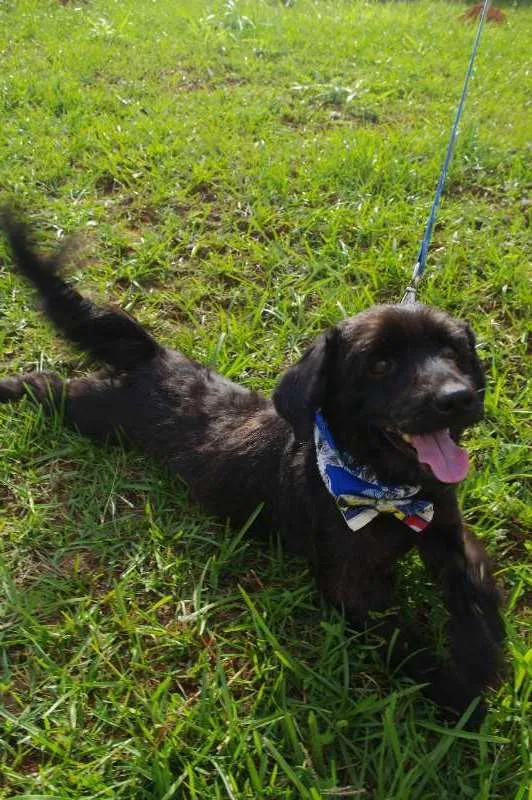 Cachorro ra a Mistura idade 5 anos nome Bob