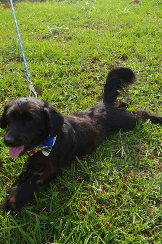 Cachorro ra a Mistura idade 5 anos nome Bob