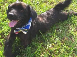 Cachorro raça Mistura idade 5 anos nome Bob