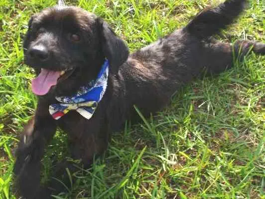 Cachorro ra a Mistura idade 5 anos nome Bob
