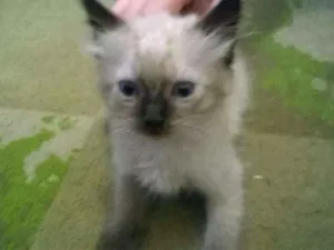 Gato raça  idade 2 a 6 meses nome sem nome