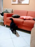 Mimi