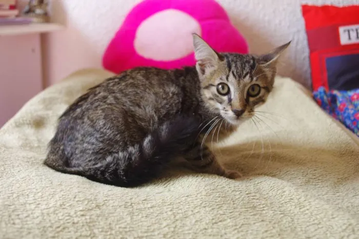 Gato ra a SRD idade Abaixo de 2 meses nome Pepito
