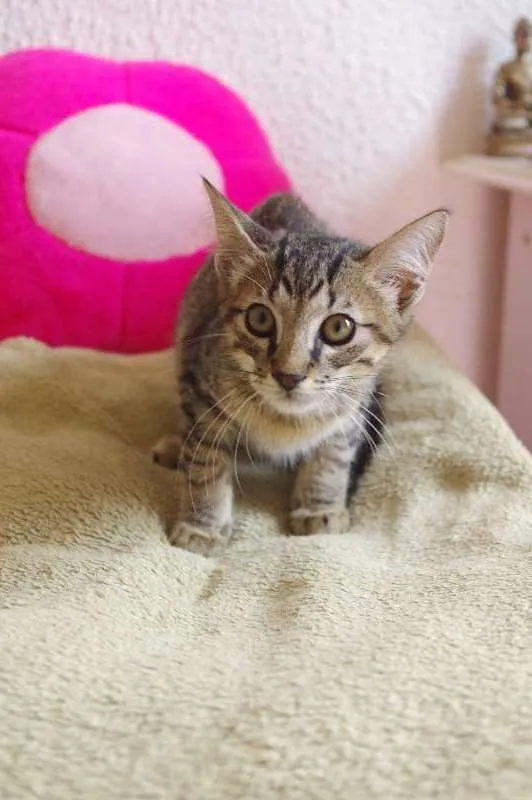 Gato ra a SRD idade Abaixo de 2 meses nome Pepito