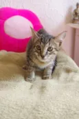 Pepito