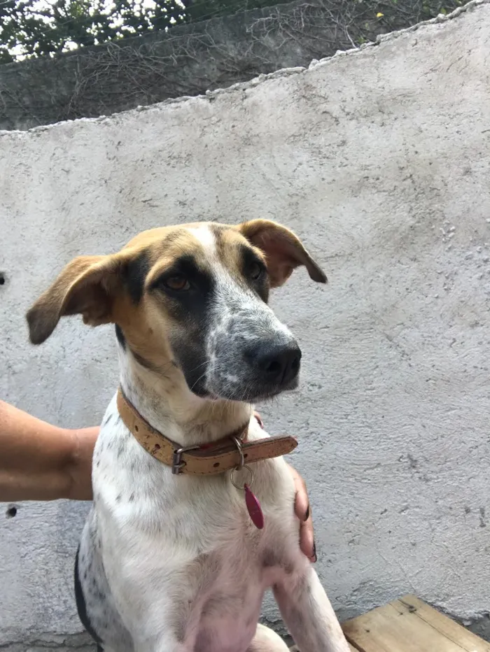 Cachorro ra a SRD idade  nome Carol