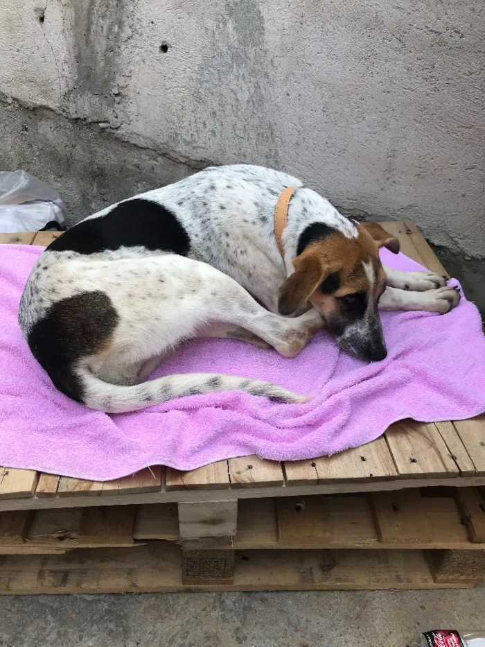 Cachorro ra a SRD idade  nome Carol