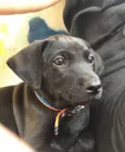 Bebe