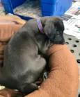 Bebe