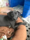 Bebe