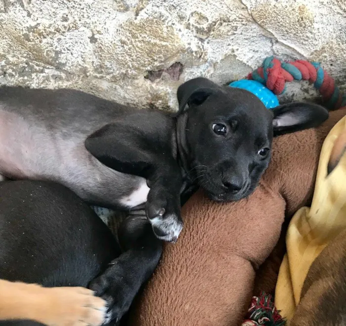 Cachorro ra a SRD idade  nome Moana