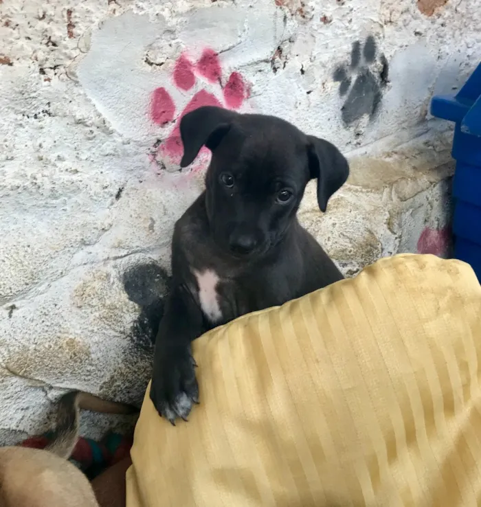 Cachorro ra a SRD idade  nome Moana