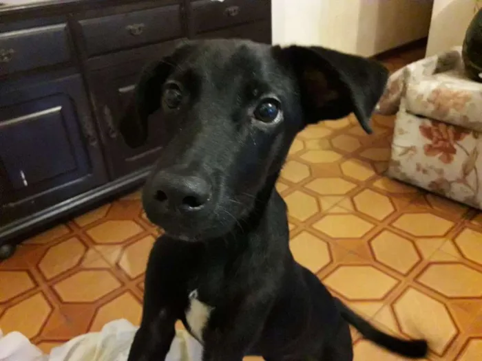 Cachorro ra a srd idade 2 a 6 meses nome Téo