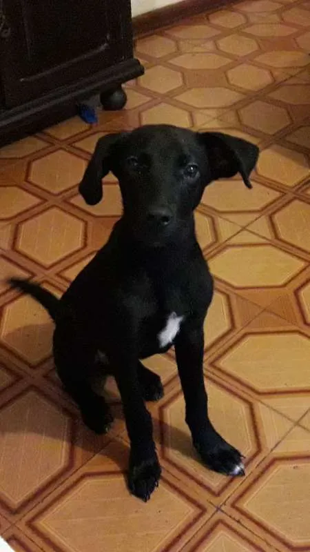 Cachorro ra a srd idade 2 a 6 meses nome Téo