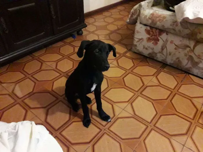 Cachorro ra a srd idade 2 a 6 meses nome Téo