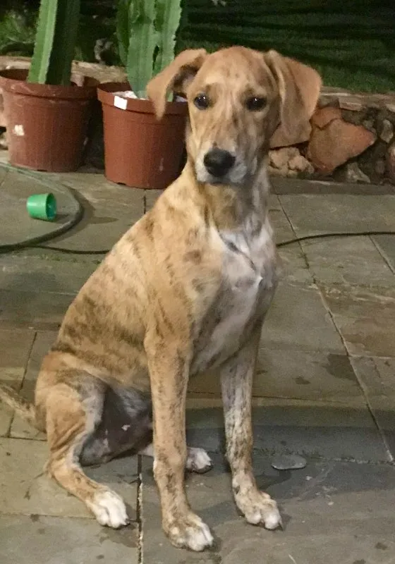 Cachorro ra a SRD idade 2 a 6 meses nome Bob