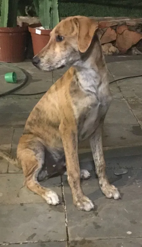 Cachorro ra a SRD idade 2 a 6 meses nome Bob