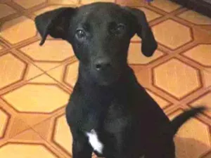 Cachorro raça srd idade 2 a 6 meses nome Téo