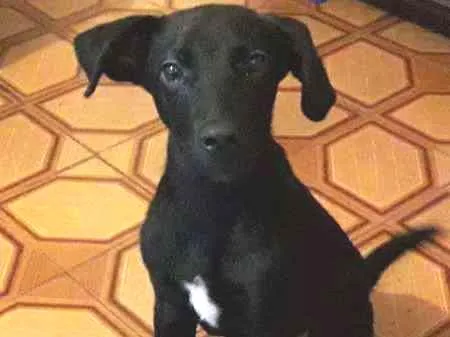 Cachorro ra a srd idade 2 a 6 meses nome Téo