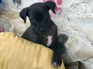 Cachorro raça SRD idade  nome Moana