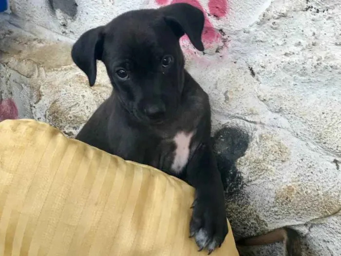 Cachorro ra a SRD idade  nome Moana