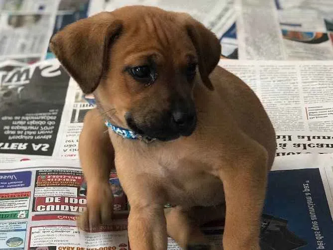 Cachorro ra a SRD idade  nome Otavio