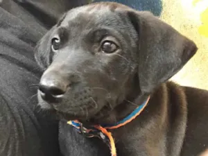 Cachorro raça SRD idade  nome Bebe