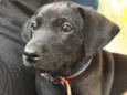 Bebe