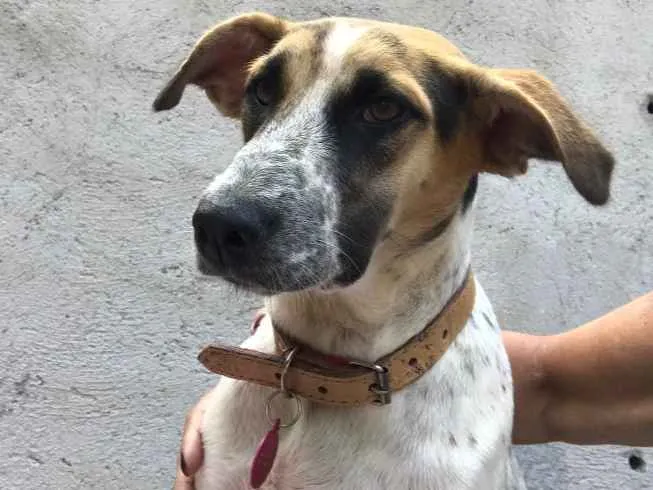 Cachorro ra a SRD idade  nome Carol