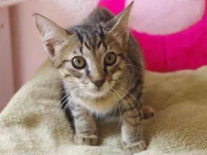 Gato raça SRD idade Abaixo de 2 meses nome Pepito