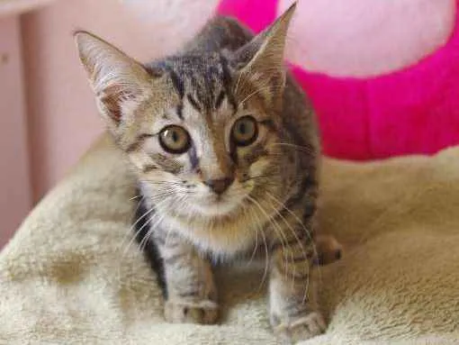 Gato ra a SRD idade Abaixo de 2 meses nome Pepito
