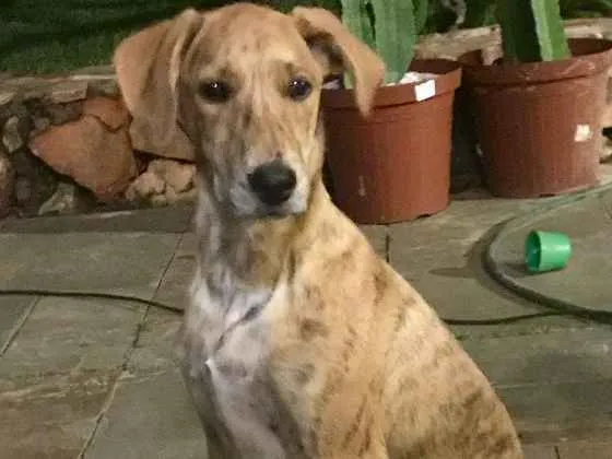 Cachorro ra a SRD idade 2 a 6 meses nome Bob