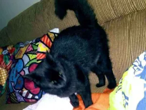 Gato raça Peludona idade 2 anos nome Mimi