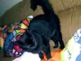Mimi
