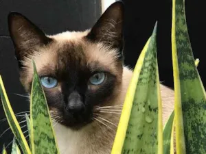 Gato raça Siamês  idade 2 anos nome Simba 